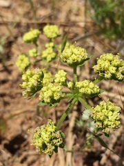 Lomatium caruifolium