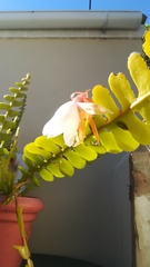 Disocactus anguliger