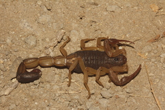 Centruroides edwardsii