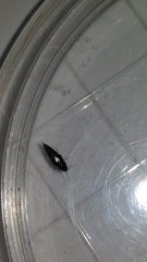 Habrocerus capillaricornis