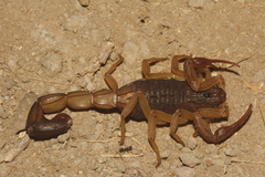 Centruroides edwardsii