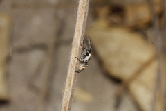 Nycerella delecta