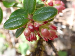 Vaccinium nummularia