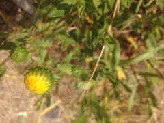 Grindelia stricta angustifolia