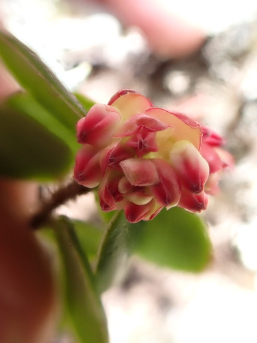 Vaccinium nummularia, photograph 2