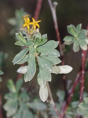 Lasiosiphon meisnerianus