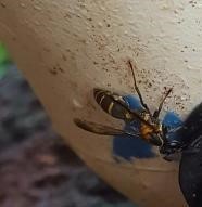 Polybia occidentalis bohemani