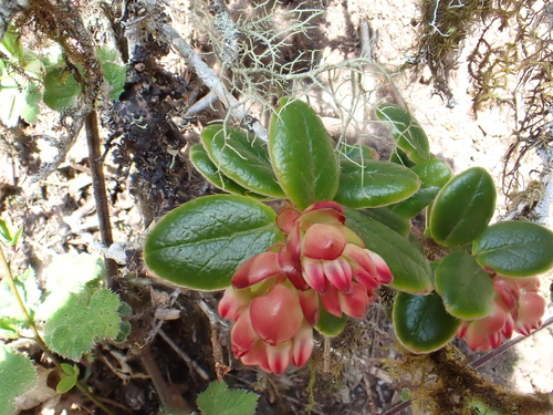 Vaccinium nummularia, photograph 1