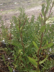 Grindelia stricta angustifolia