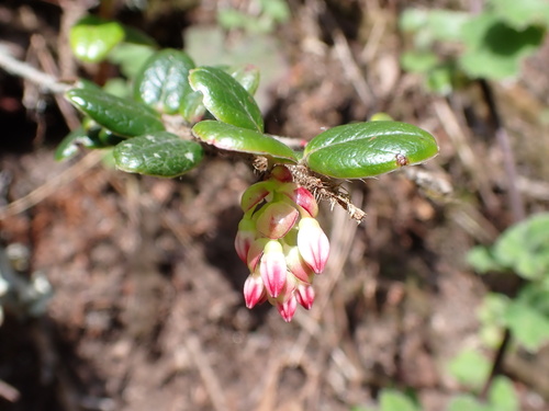 Vaccinium nummularia, photograph 3