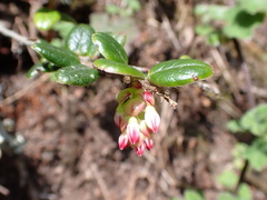 author not stated, no rights reserved Vaccinium nummularia, photograph author not stated, no rights reserved