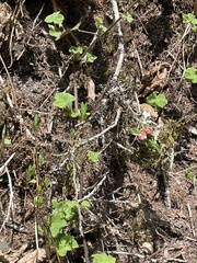 author not stated, no rights reserved Vaccinium nummularia, photograph author not stated, no rights reserved