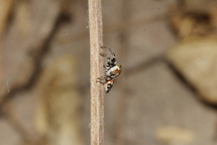 Nycerella delecta