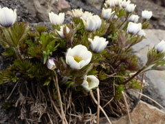 Ranunculoideae