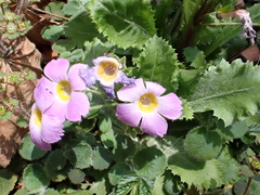 Primula bracteosa, photograph author not stated, no rights reserved