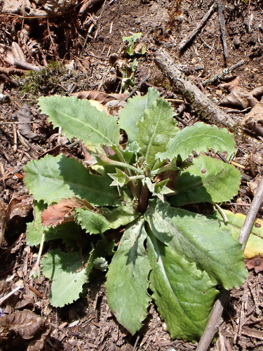 Primula bracteosa, photograph 6