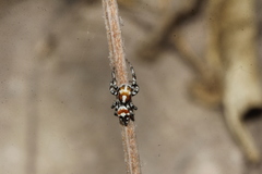Nycerella delecta