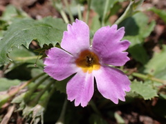 Primula bracteosa, photograph author not stated, no rights reserved