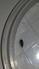 Habrocerus capillaricornis