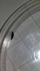 Habrocerus capillaricornis