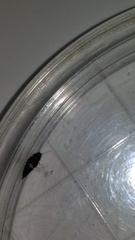 Habrocerus capillaricornis