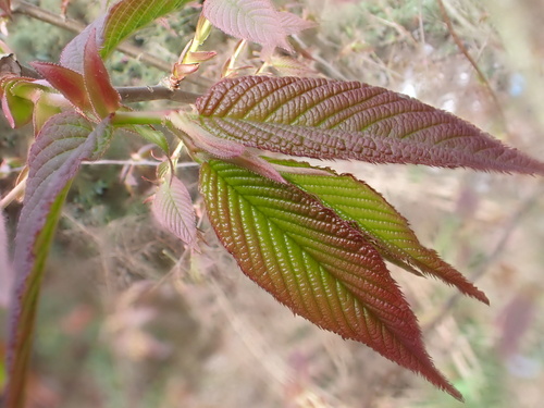 Prunus himalayana, photograph 2