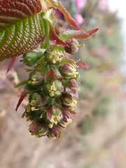 Prunus himalayana, photograph author not stated, no rights reserved