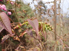 Prunus himalayana