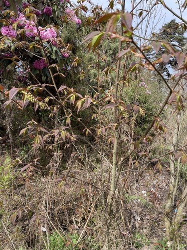 Prunus himalayana, photograph 3