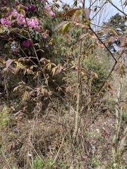 Prunus himalayana, photograph author not stated, no rights reserved
