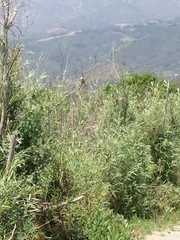 Myiarchus cinerascens