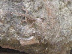 Sceloporus nelsoni