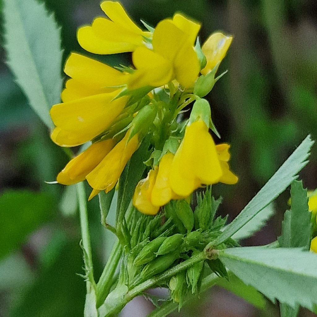 Fenogreco