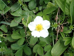 Fragaria nubicola, photograph author not stated, no rights reserved
