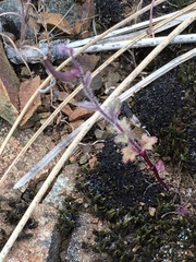 Streptanthus hispidus