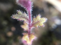 Streptanthus hispidus