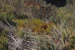 Serruria foeniculacea