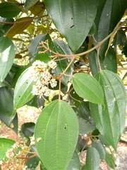 Miconia caudata