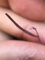 Streptanthus hispidus