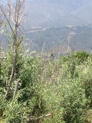 Myiarchus cinerascens