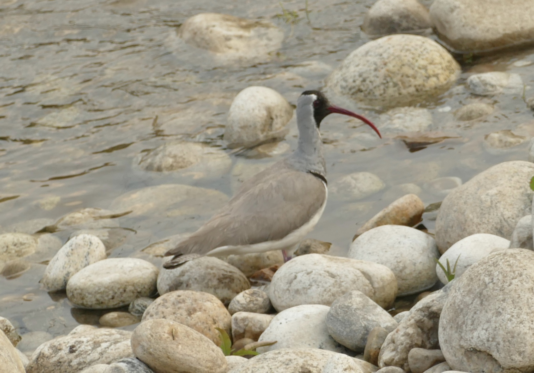 Ibisbill