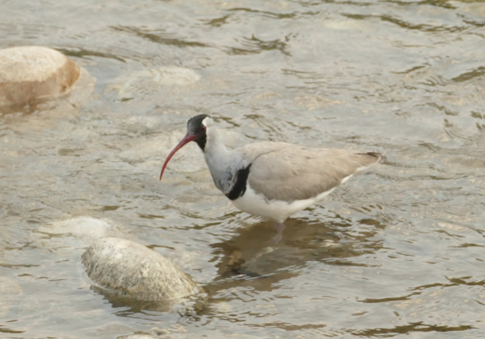 Ibisbill