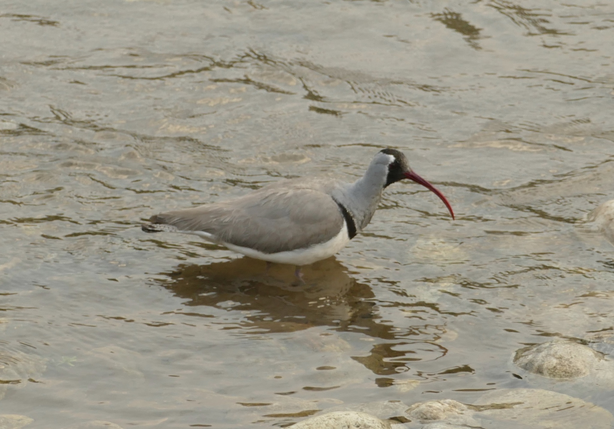 Ibisbill