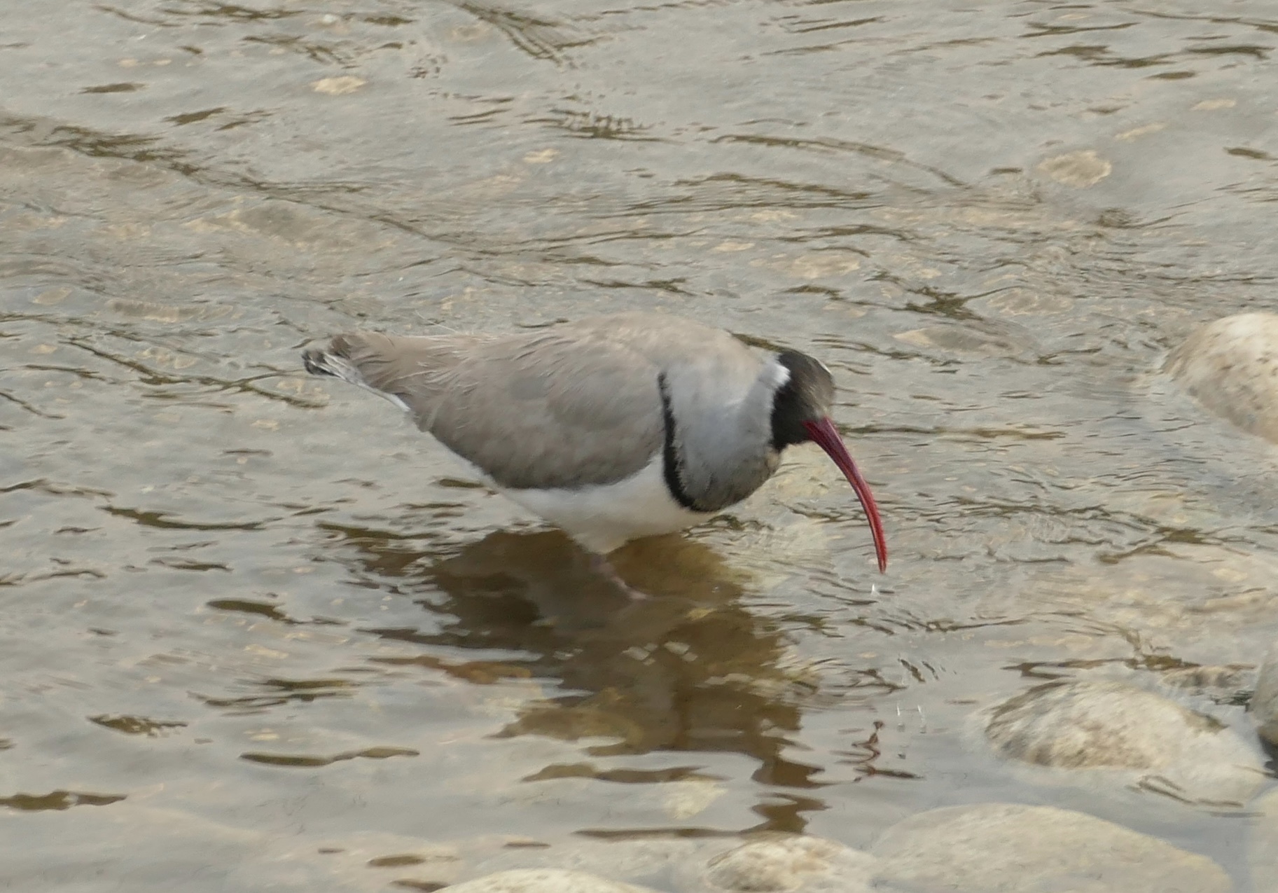 Ibisbill