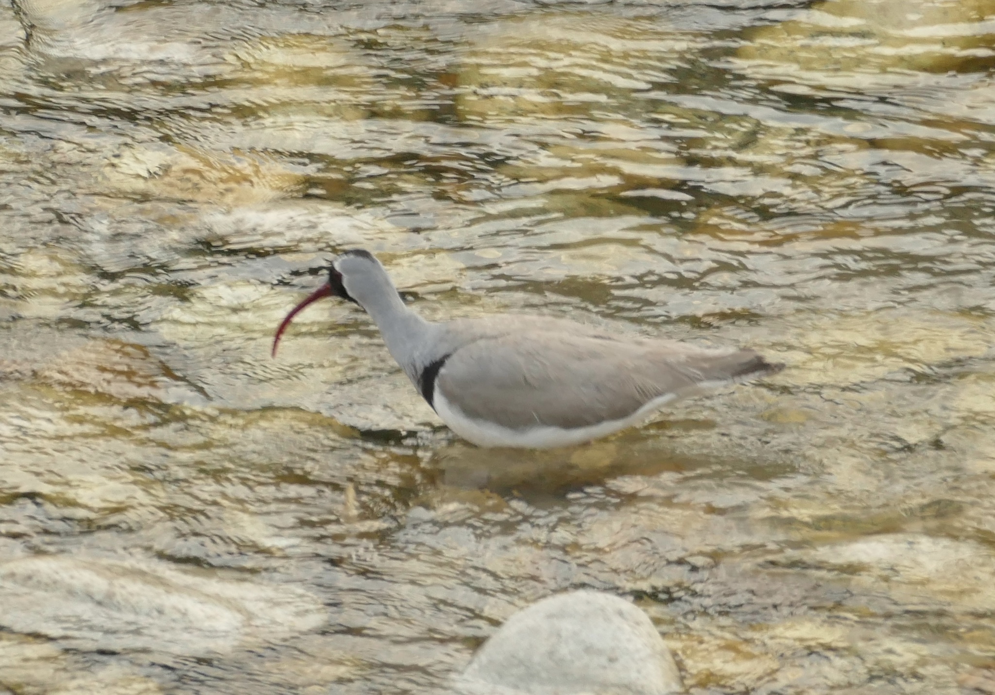 Ibisbill