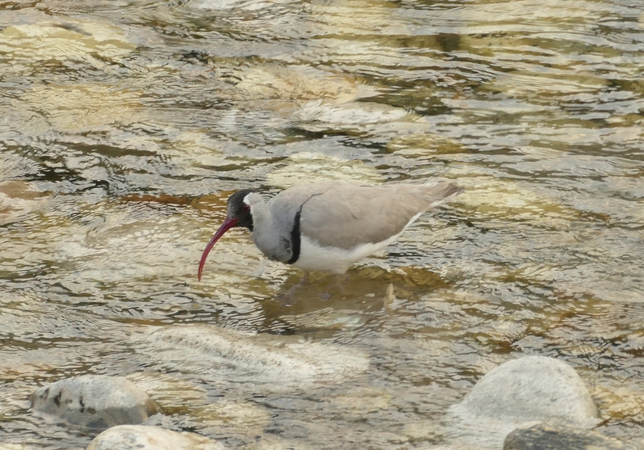 Ibisbill
