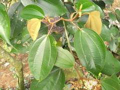 Miconia caudata