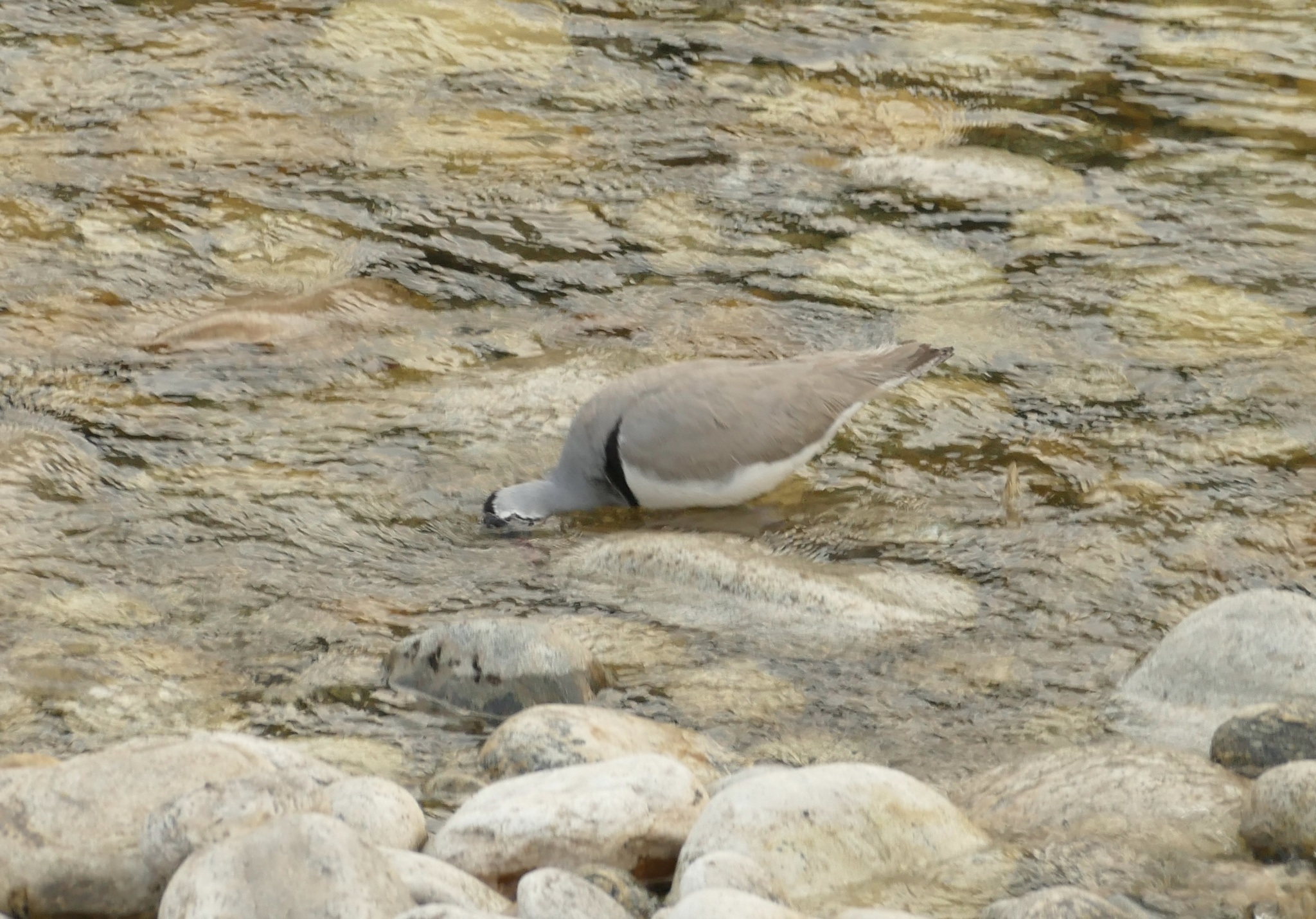 Ibisbill