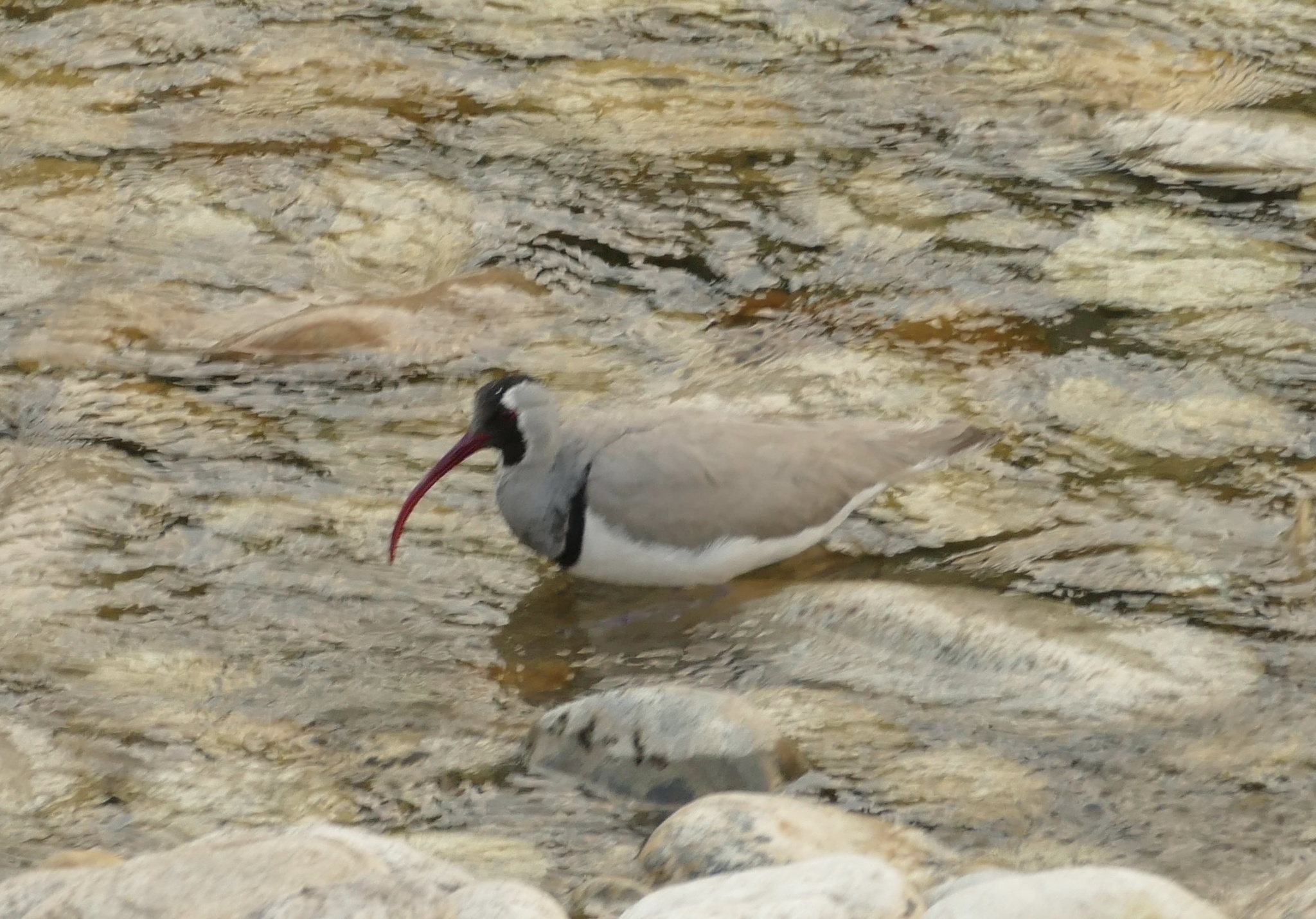 Ibisbill
