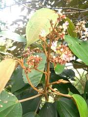 Miconia caudata